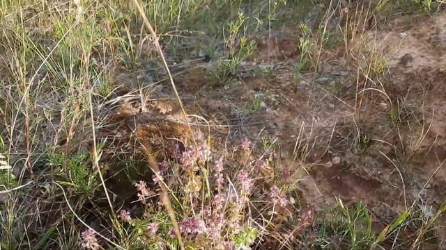 17 июля 2022 г. Лето, ах лето... смотреть онлайн