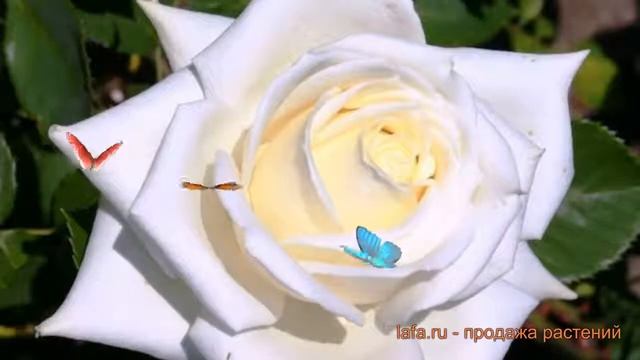 Роза чайно-гибридная Полаштерн (rose polashtern) ? обзор: как сажать, саженцы розы Полаштерн смотреть онлайн