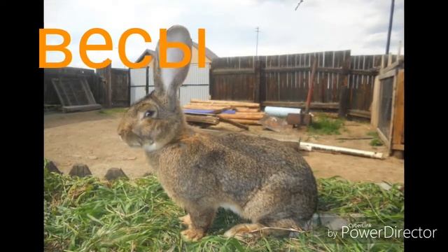 Какой ты кролик по знаку зодиака смотреть онлайн