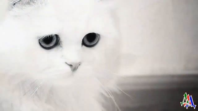 - Котинька, как здорово, что мы тебя забрали! - КОШКА ночевала в подъезде, а по утрам она исчезала…