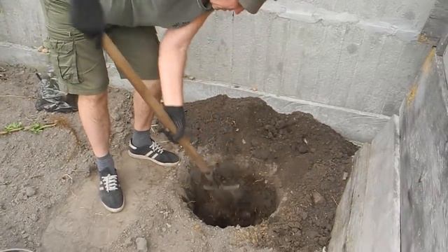 Как развести крупную,вкусную малину,плодоносящую до морозов смотреть онлайн