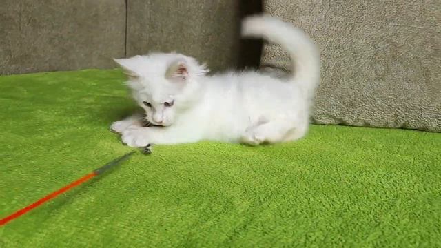 Белый мейн-кун полидакт, 2.5 мес. смотреть онлайн