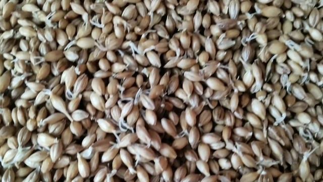 Проращивание солода в обычной квартире! смотреть онлайн