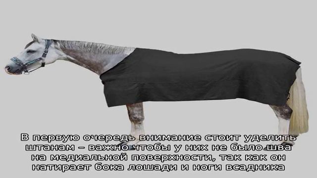 Где и как покататься на лошадях? смотреть онлайн