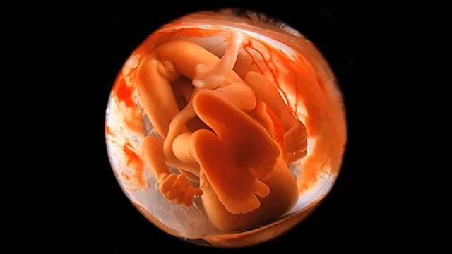 Беременность по неделям. 31 неделя беременности смотреть онлайн