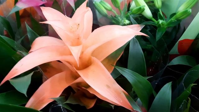 Гусмания / Гузмания / Guzmania