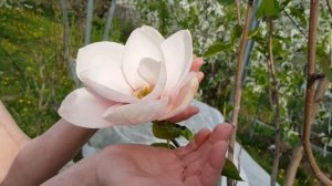 Магнолия в Подмосковье цветет невероятно огромными, красивыми цветами! ТопСад