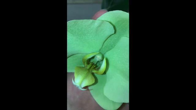 Фаленопсис Вольтерра (Volterra)