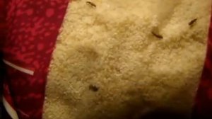 Жучки в манной крупе