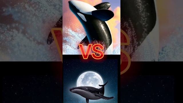 Косатка против акул и китов смотреть онлайн