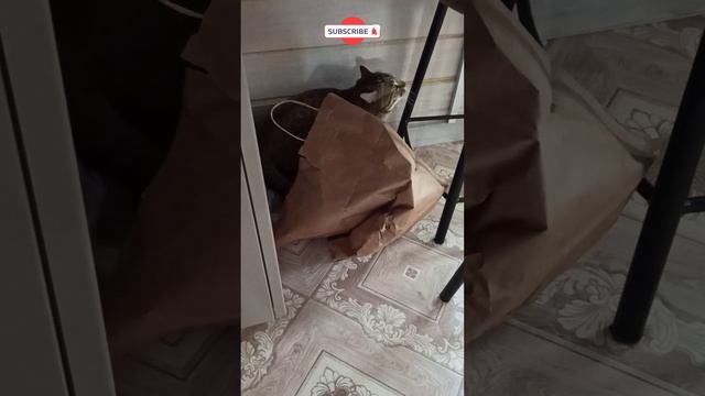 Васька шуршит 2 смотреть онлайн