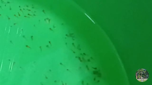 МЕЧЕНОСЦЫ: ПРАВИЛЬНЫЙ УХОД! ВСЕ ОБ УХОДЕ ЗА АКВАРИУМНЫМИ РЫБКАМИ! смотреть онлайн