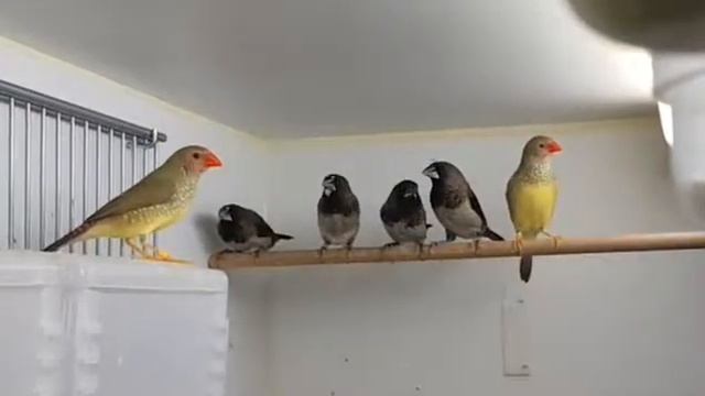 японские амадины, тростниковые астрильды выводок 2019 года смотреть онлайн