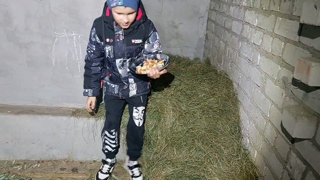 Лисам пиццу