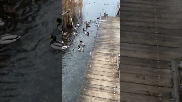 Звуки природы. Белые лебеди и дикие утки #shorts смотреть онлайн