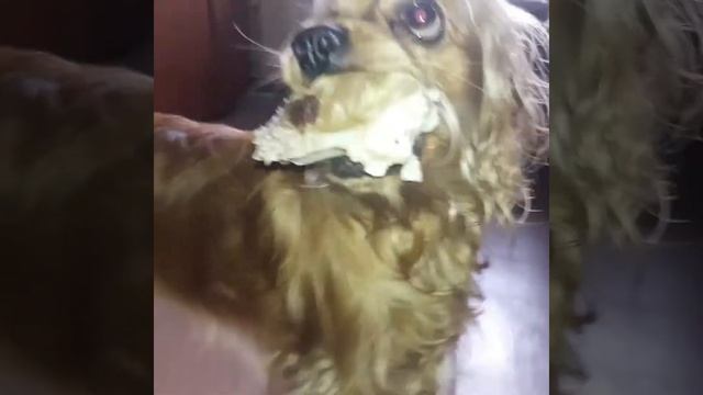 Один день из жизни кокер спаниеля. Американский кокер спаниель. Фанта. смотреть онлайн