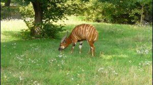Антилопа Бонго Bongo antelope