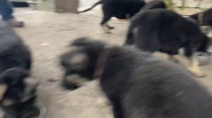 Правильное питание щенков ВЕО овчарки: секреты супер аппетита для здоровья и энергии