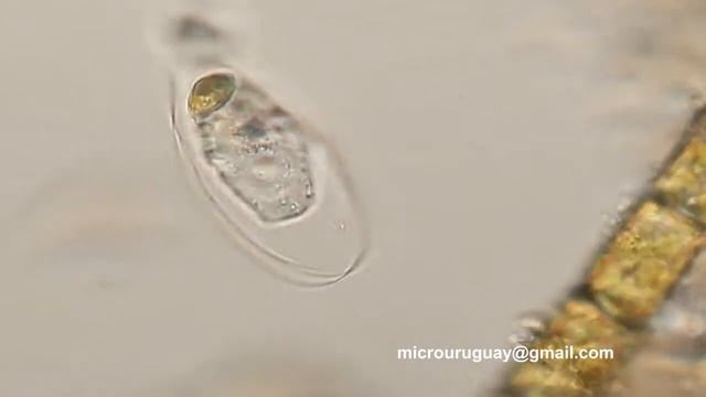 Hyalosphenia cuneata ameba de teca transparente - Hyalosphenia cuneata transparent teak amoeba смотреть онлайн