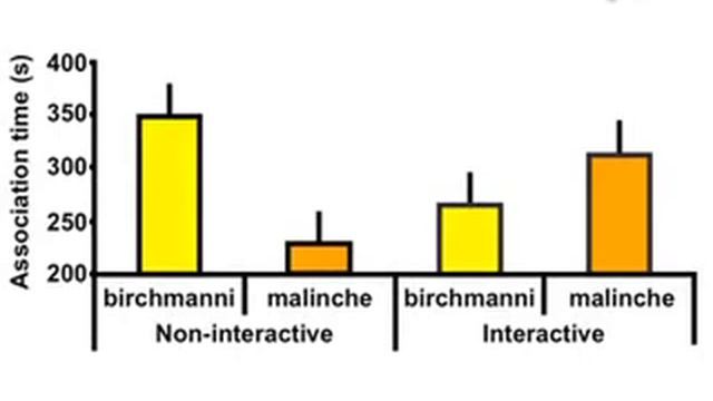 Automated Interactive Video Playback: Studies Of Animal Communication l Protocol Preview смотреть онлайн