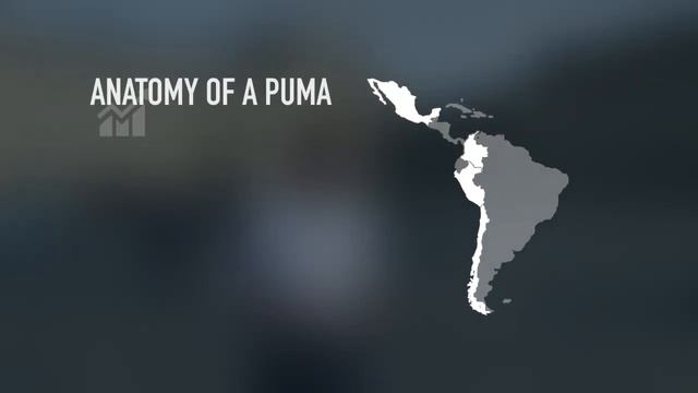 Economic Development in Mexico, Chile, Colombia and Peru | The Pacific Pumas 1 смотреть онлайн