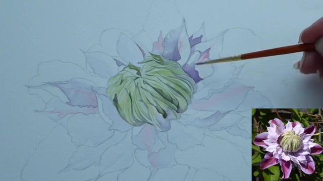 Art exercises by email - Clematis in Watercolour by Alison Showell смотреть онлайн