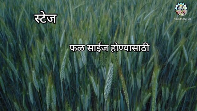 0.0.50 खत| 0.0.50fertilizer| 0.0.50+S 17.5%|विद्राव्य खत @AapliShetiAaplshivarD смотреть онлайн
