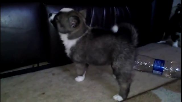 Pomsky Puppies cute Puppy Pomskies Cross Pomeranian Husky Tiny Adorable Baby POM Pomskys compilatio смотреть онлайн