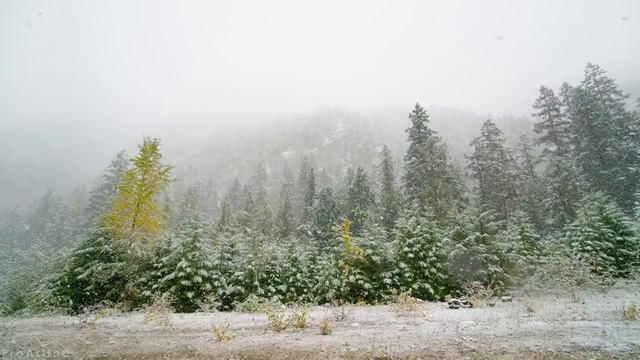 10 HOURS Of Snow Falling On Forest Trees - 4K TV Screensaver With Ambient Music - Wintertime