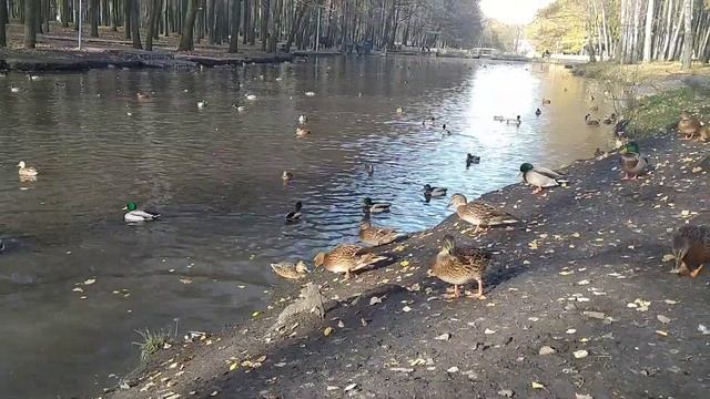 Медитация Тета хилинга 