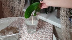 Спасаю орхидею без корней || Как нарастить корни орхидеи в воде || Реанимация орхидеи. Часть 4