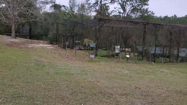 Американский Заповедник зимой Верба цветёт в январе смотреть онлайн