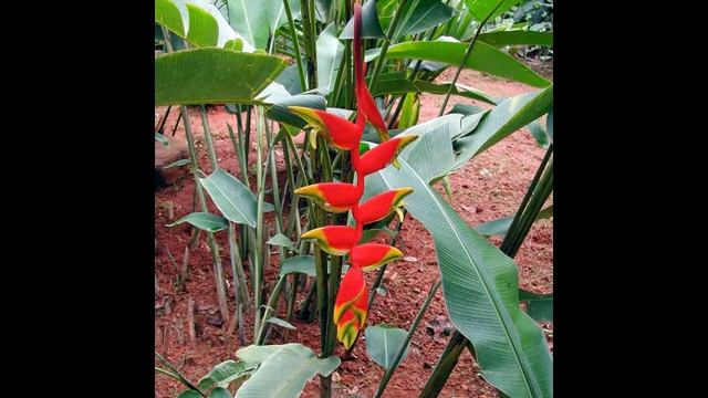 Amazing And Most Beautiful Heliconia Flowers Pictures