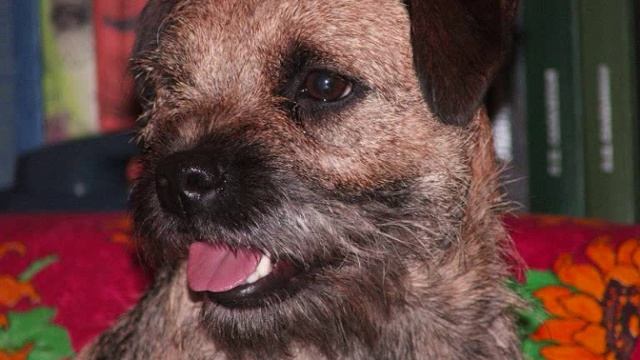 Все породы собак.Бордер Терьер(Border Terrier) смотреть онлайн