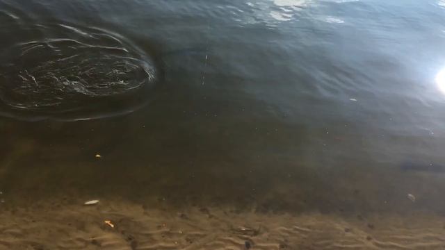 Ока под Белоомутом 03.10.2021 г.