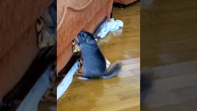 ржачные животные видео . шиншилла и диван смотреть онлайн