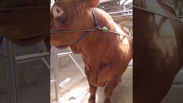 Быки под тонну?Порода Лимузин смотреть онлайн