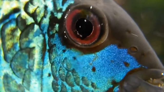 Будни аквариумиста. Нанокара блю неон. Nannacara neon blue смотреть онлайн