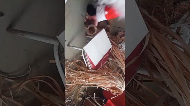 Розыгр. русских лаптей 02.12 кажд день оставте 4 цифры и в ЧАТЕ смотреть онлайн