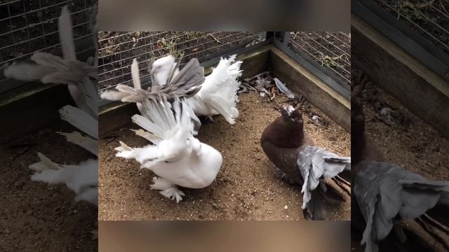 Голуби Павлины Индийские. Продажа. смотреть онлайн