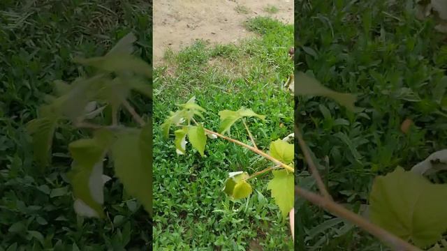 черная малина какие ошибки ненужно допускать смотреть онлайн