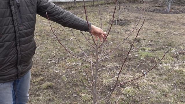 ФОРМИРОВКА ОБРЕЗКА МОЛОДОЙ ЯБЛОНИ ВЕСНОЙ