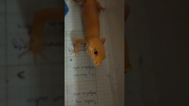 * СВЕРЧКИ * #рекомендации #рептилии #snake #рептилия #reels #эублефар #змеявруках #змея смотреть онлайн