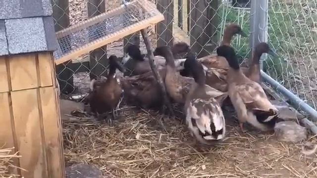 Welcome To Appalachia's Homestead With Patara~