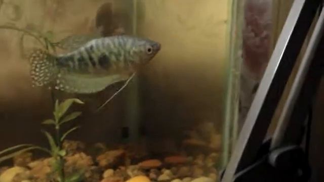 Боимся кессонной болезни и может немного - акулы смотреть онлайн