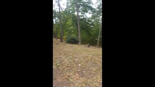 Осенняя мелодия в парке.Белая Церковь. смотреть онлайн