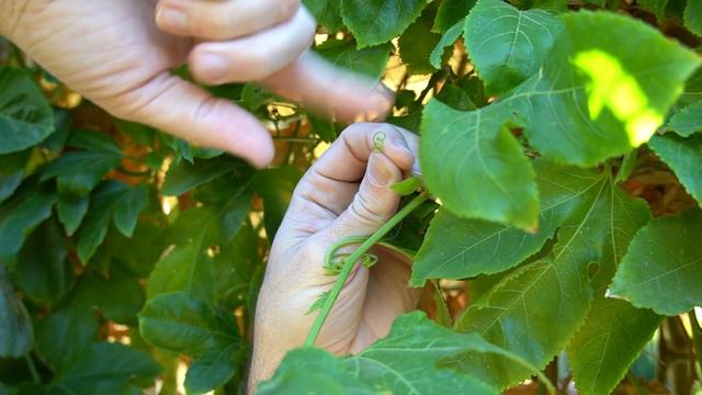 Growing Passion Fruit Vine смотреть онлайн