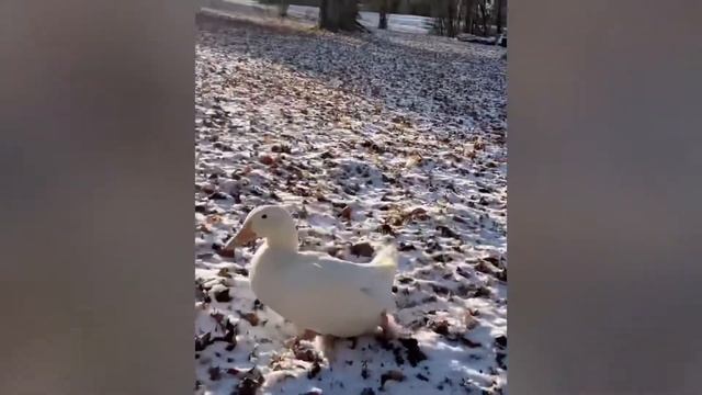 Wrinkle The Duck waddles in NYC смотреть онлайн