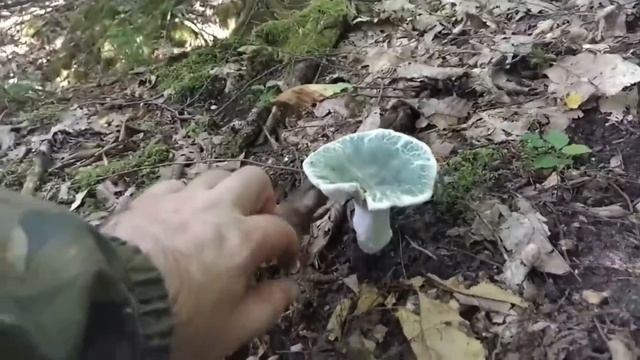 СЫРОЕЖКА ЧЕШУЙЧАТАЯ, или по-другому ЗЕЛЕНОВАТАЯ. Самая вкусная из сыроежек!! Грибная азбука. смотреть онлайн