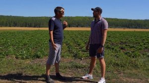 Сколько можно заработать на клубнике? / Бизнес с нуля на клубнике